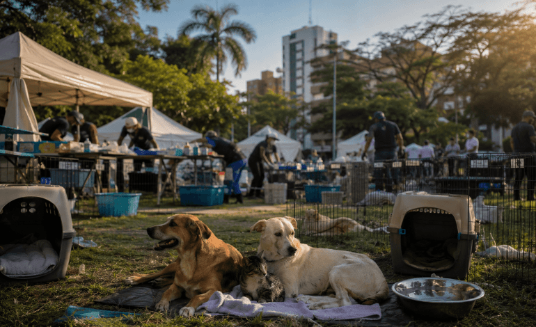 perros y gatos afectados por terremoto en Cali